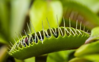 Venus Fly Trap